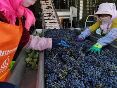 青創(chuàng)農場丨農創(chuàng)團聚地,夢想新沃地--吳忠市示范性青創(chuàng)農場展播(二)