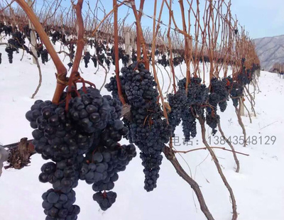 美的莊園北冰紅山葡萄紅酒集安美的莊園